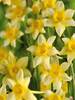 Daffodil New Baby
