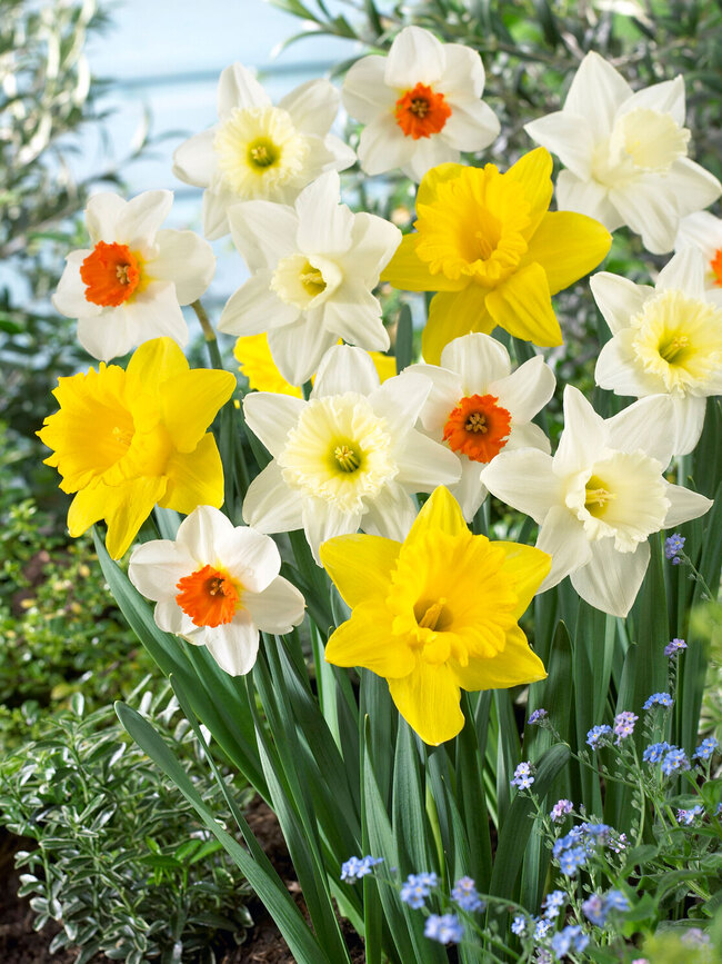 White Daffodil Plants For Sale