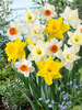 Daffodil Naturalizating Dream Value Pack