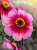 Dahlia Neon Flair