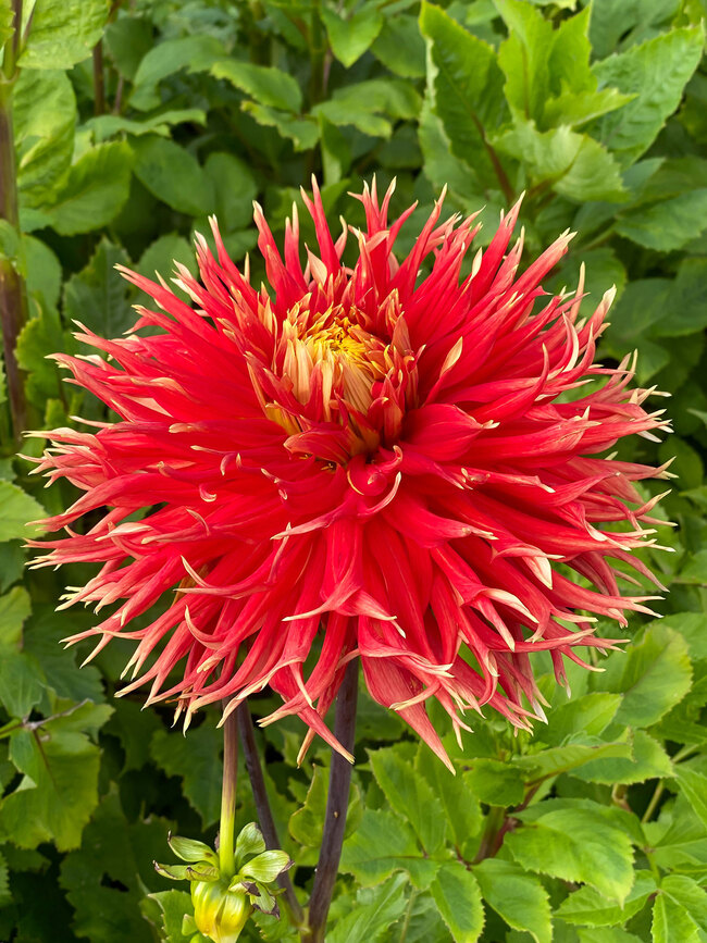 Dahlia Show 'n Tell