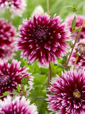 Link to Dahlia Alauna Clair Obscur