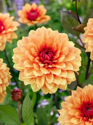 Link to Dahlia Statue of Orange