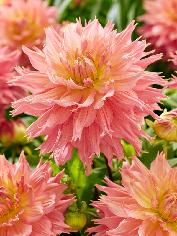 Dahlia Omega