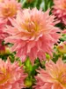 Dahlia Omega