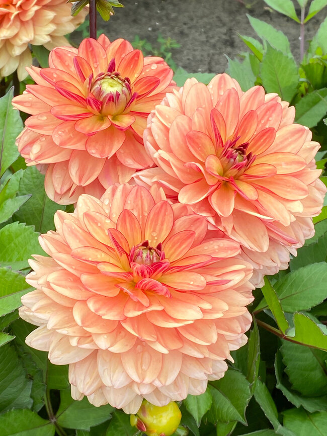 Dahlia Go-Go Orange