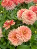 Dahlia Go-Go Orange