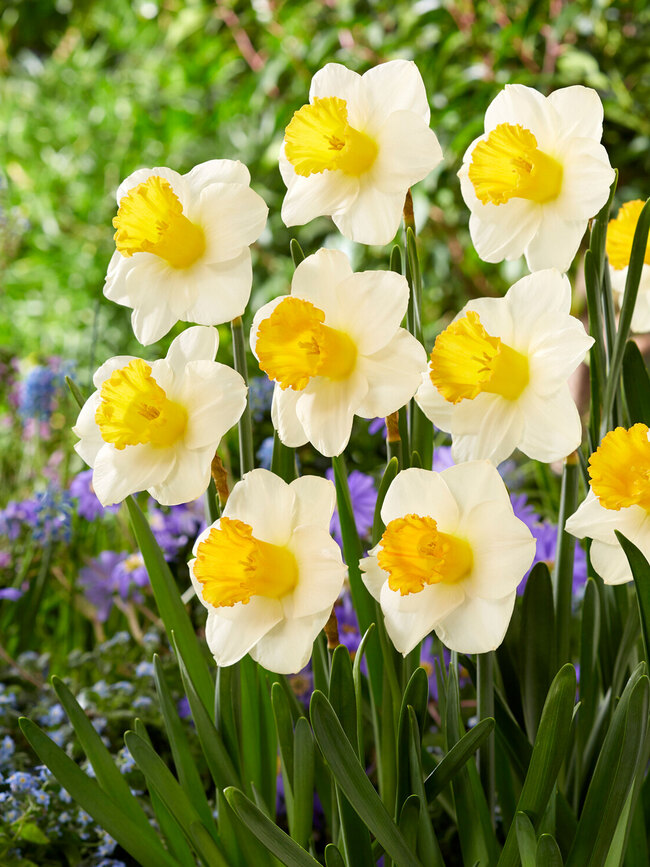 Daffodil Orange Sunset