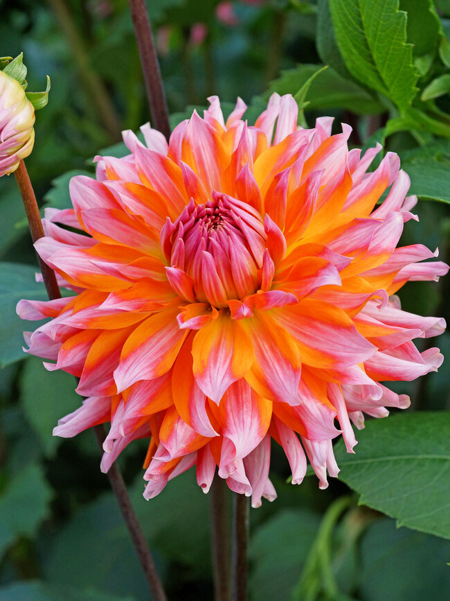 Dahlia Orange Turmoil