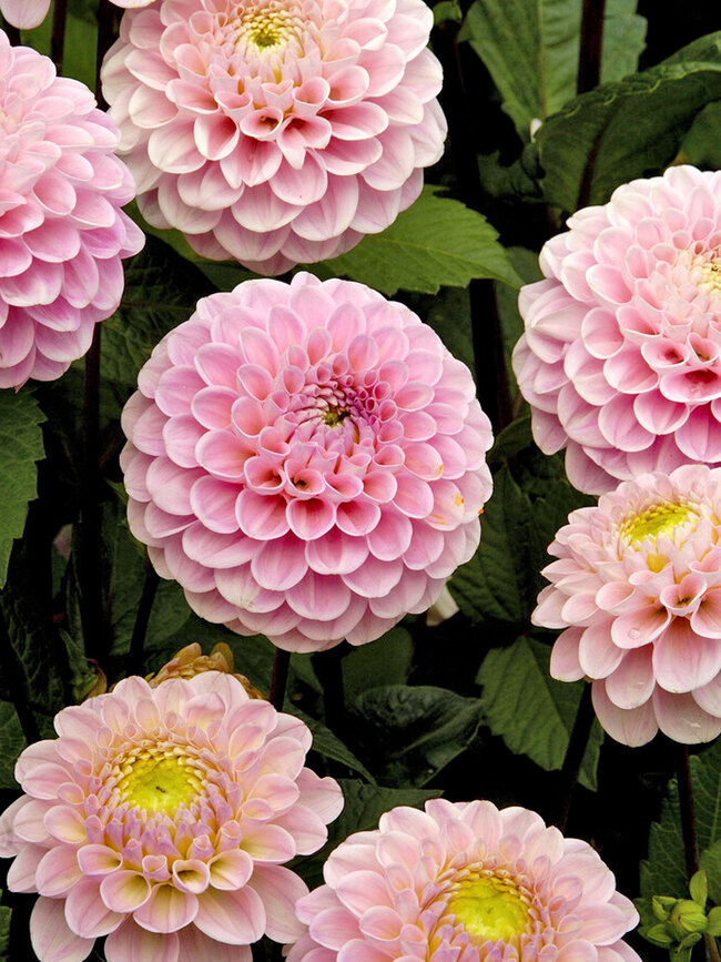 Dahlia Wizard of Oz