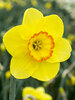 Daffodil Pacific Rim