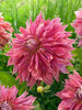 Dahlia Penhill Dark Monarch