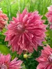 Dahlia Penhill Dark Monarch