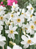 Daffodil Pheasants Eye
