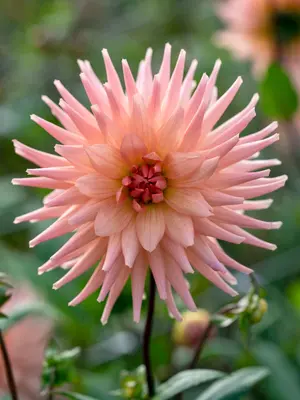 Link to Dahlia Preference