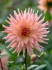 Dahlia Preference
