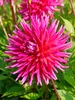 Dahlia Purple Gem