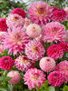 Dahlia Pink Mixed Value Pack