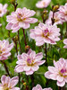 Dahlia Pacific Jewel