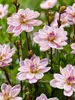 Dahlia Pacific Jewel