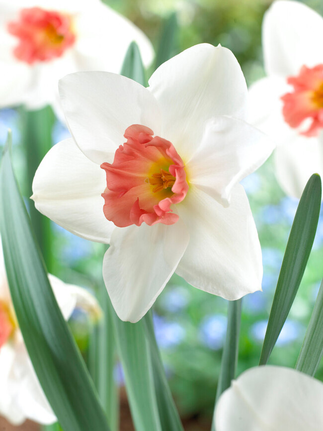 Daffodil Perfect Lady