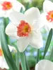 Daffodil Perfect Lady