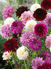 Dahlia Purple Mixed Value Pack