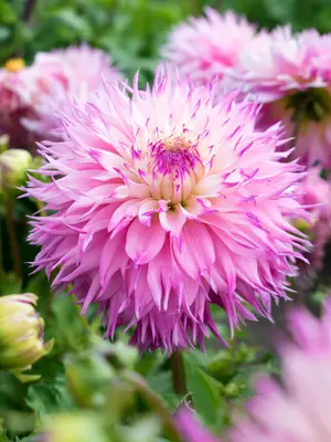Link to Dahlia Pineland&#39;s Princess