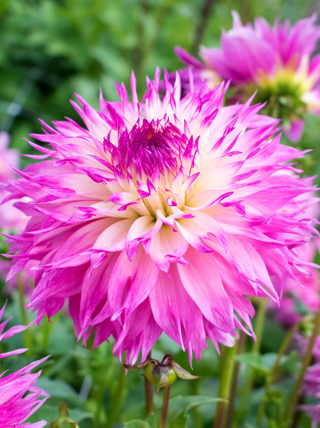 Dahlia Pinelands Princess