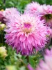Dahlia Pinelands Princess