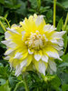 Dahlia Grand Prix