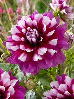 Link to Dahlia Patches