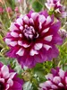 Dahlia Patches