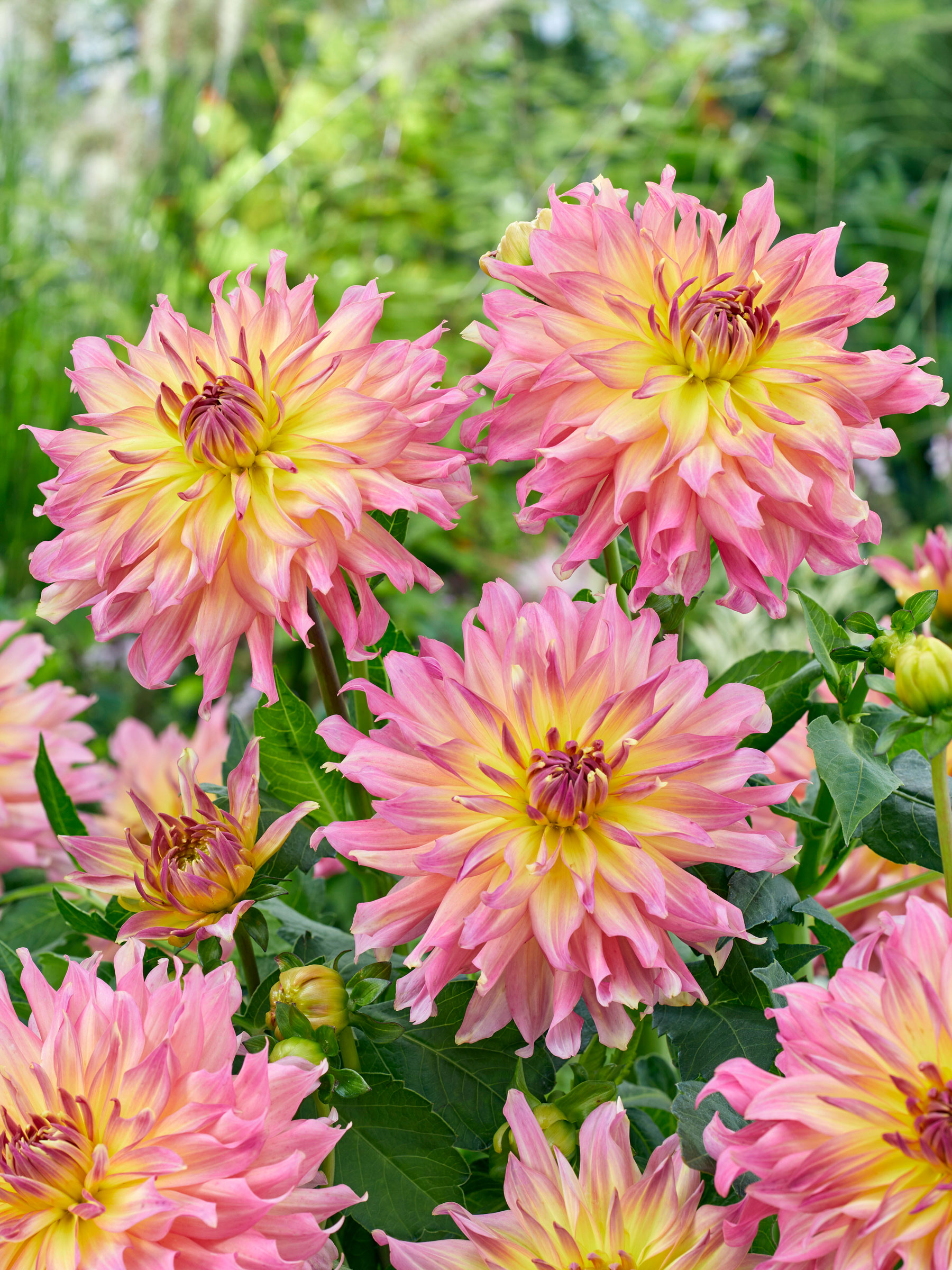 Dahlia Go-Go Pink Yellow | Bluestone Perennials