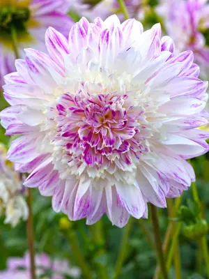 Link to Dahlia Que Sera