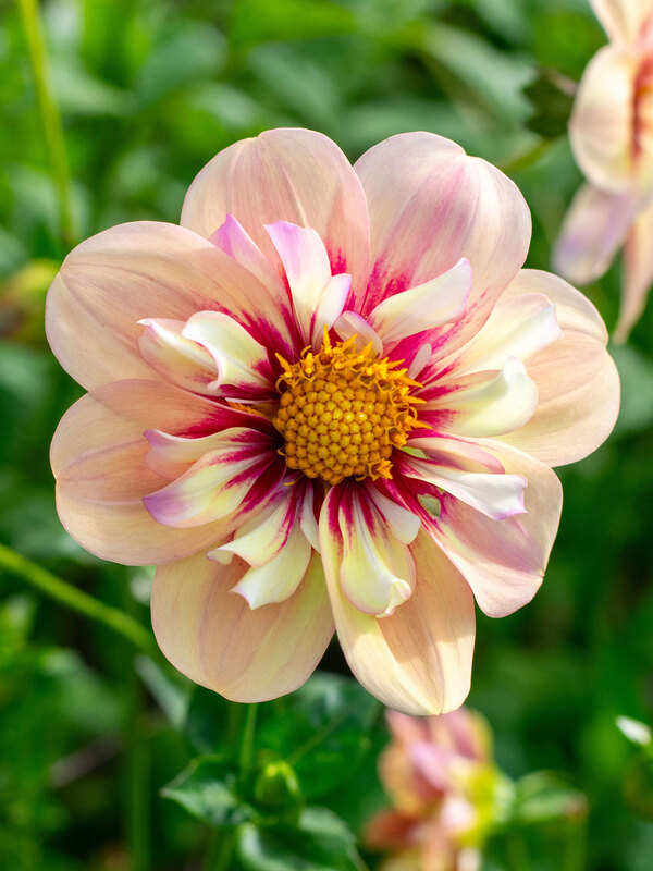 Dahlia Rhubarb and Custard