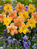 Daffodil Rainbow-of-Colors