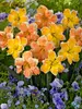 Daffodil Rainbow-of-Colors
