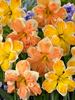 Daffodil Rainbow-of-Colors