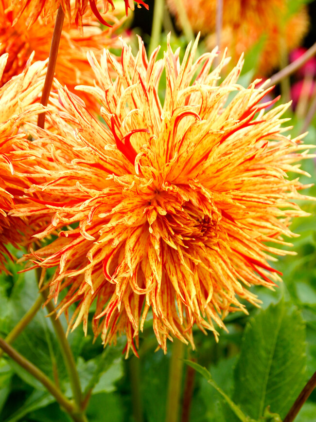 Dahlia Rejmans Firecracker