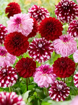 Link to Dahlia Red Mixed Value Pack