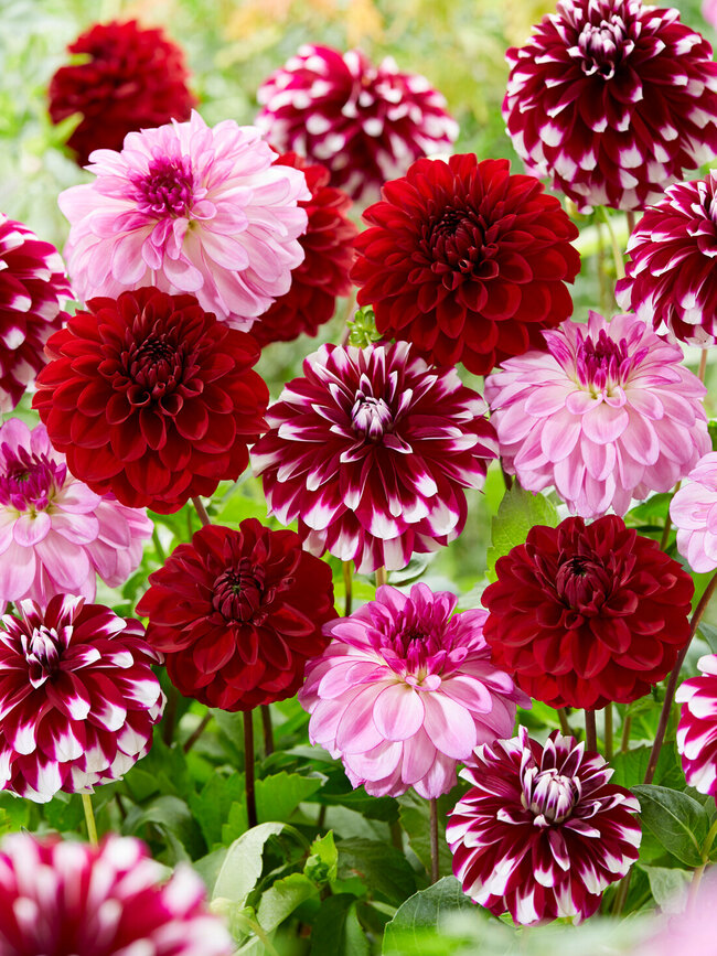 Dahlia Red Mixed Value Pack