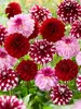 Dahlia Red Mixed Value Pack