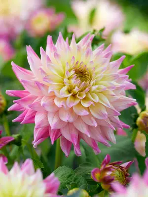 Link to Dahlia Romantique