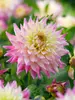 Dahlia Romantique