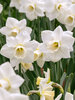 Daffodil Arctic Power