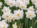 Daffodil Arctic Power