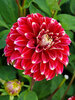 Dahlia Red Rock