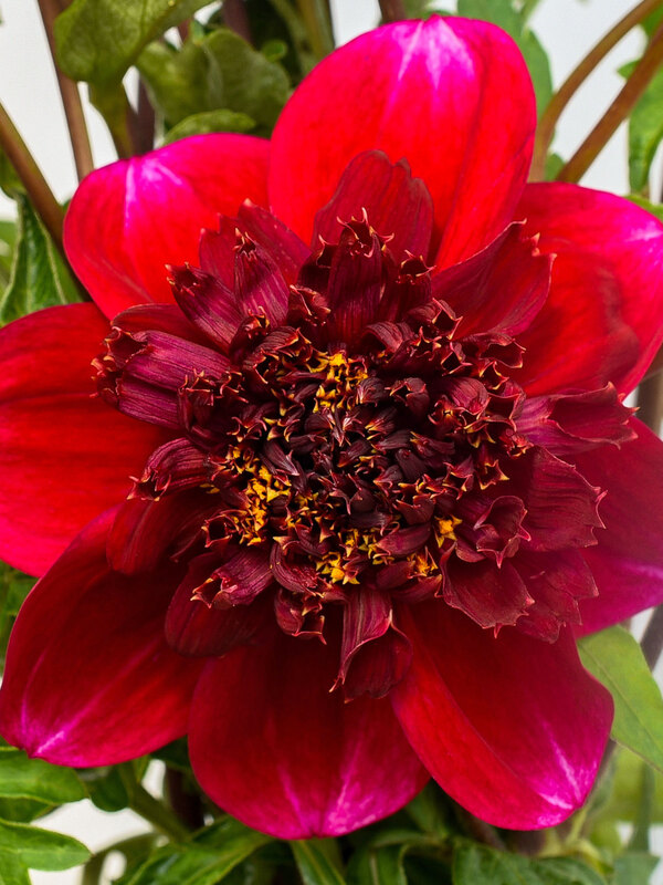 Dahlia Rockstar