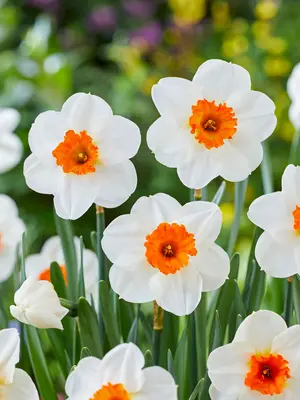 Link to Daffodil Barrett Browning